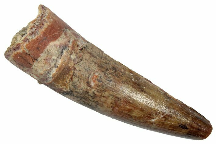 Fossil Spinosaurus Tooth - Real Dinosaur Tooth #345491